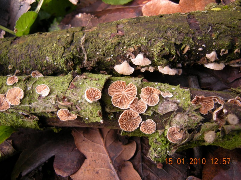 crepidotus sp.